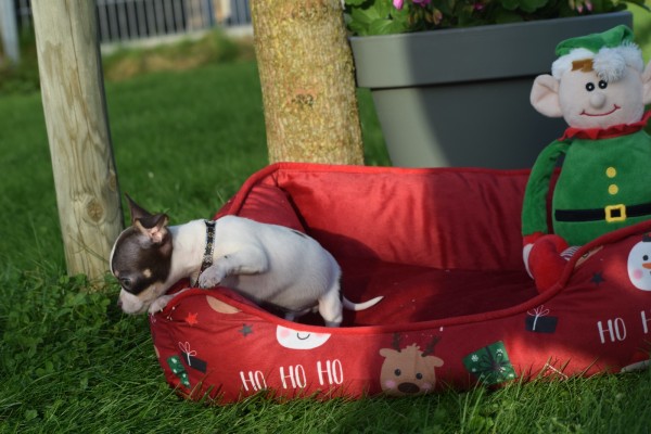 Chihuahua (reu) 31534