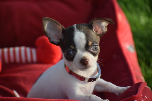 Chihuahua (reu) 31534