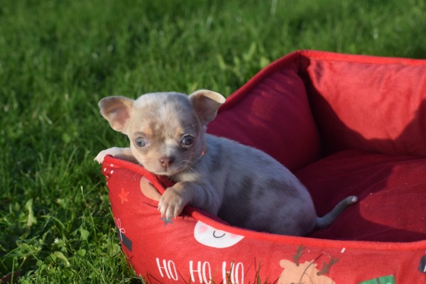 Chihuahua (teef) 31517