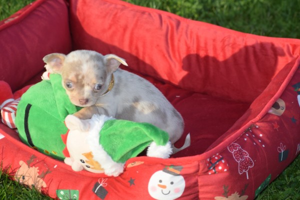 Chihuahua (teef) 31517