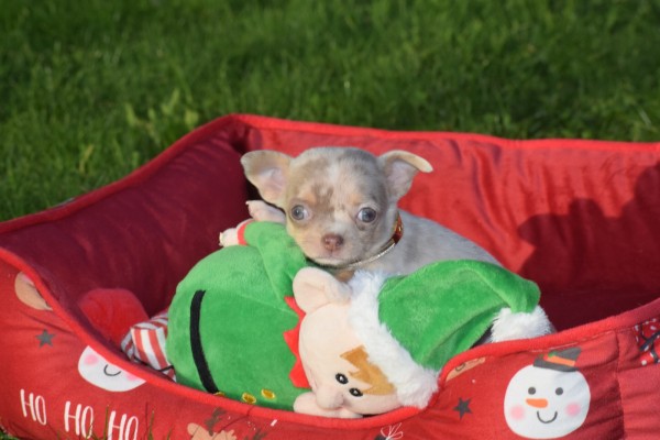 Chihuahua (teef) 31517