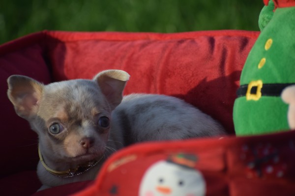 Chihuahua (teef) 31517