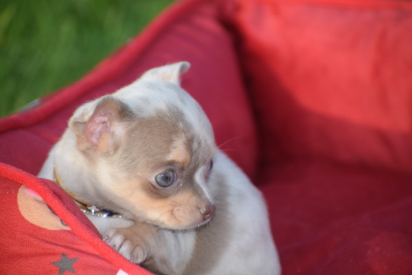 Chihuahua (teef) 31517