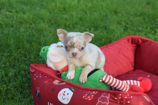 Chihuahua (teef) 31517