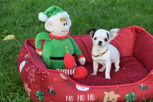 Chihuahua (teef) 31538