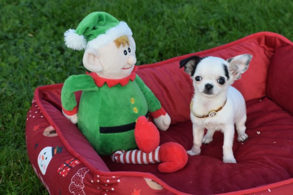 Chihuahua (teef) 31538