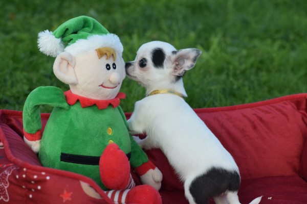 Chihuahua (teef) 31538