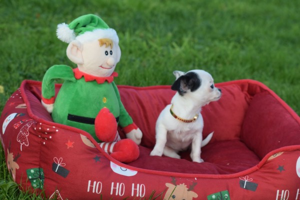 Chihuahua (teef) 31538