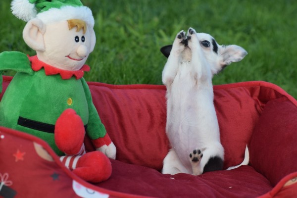 Chihuahua (teef) 31538