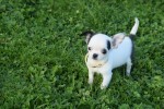 Chihuahua (teef) 31538