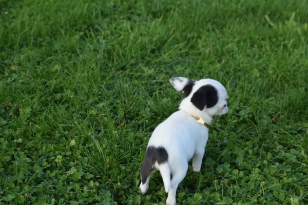 Chihuahua (teef) 31538