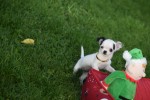 Chihuahua (teef) 31538