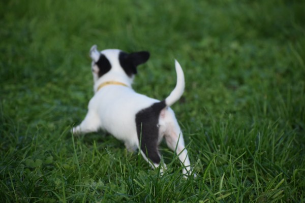 Chihuahua (teef) 31538