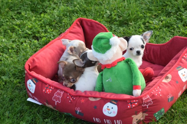 Chihuahua (teef) 31538