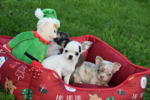 Chihuahua (teef) 31538