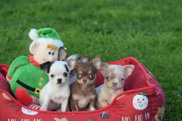 Chihuahua (teef) 31517