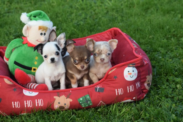 Chihuahua (teef) 31517