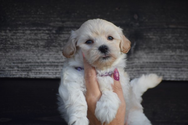 Maltipoo (reu) 89272