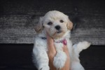 Maltipoo (reu) 89272