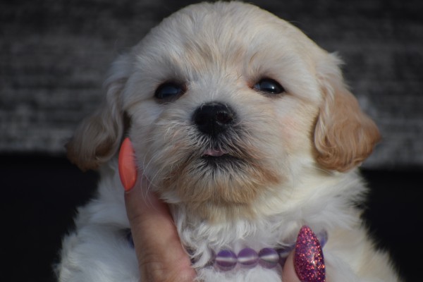 Maltipoo (reu) 89272