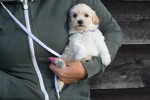 Maltipoo (reu) 89272