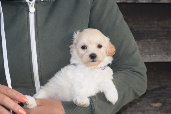 Maltipoo (reu) 89272