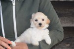 Maltipoo (reu) 89272
