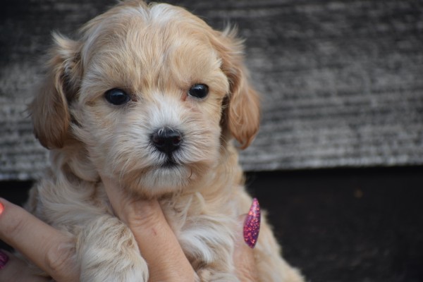 Maltipoo (teef) 84731