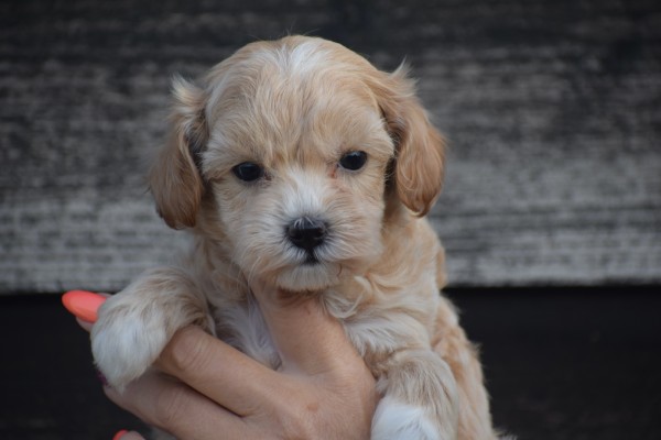 Maltipoo (teef) 84731