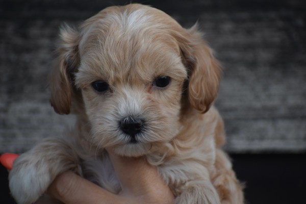 Maltipoo (teef) 84731