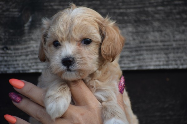 Maltipoo (teef) 84731