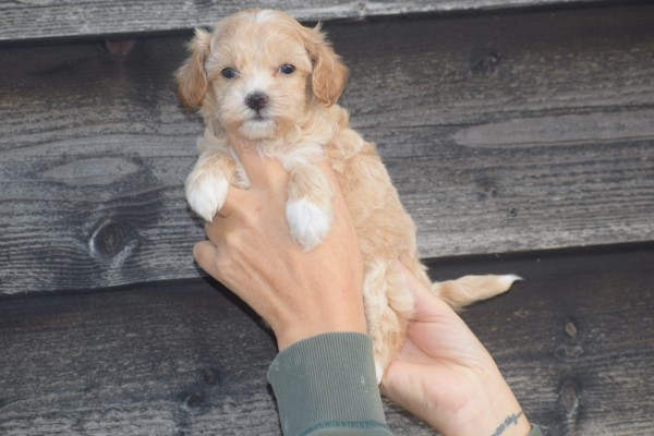 Maltipoo (teef) 84731