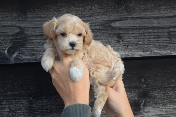 Maltipoo (teef) 84731