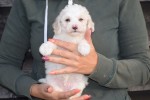 Maltipoo (reu) 88254