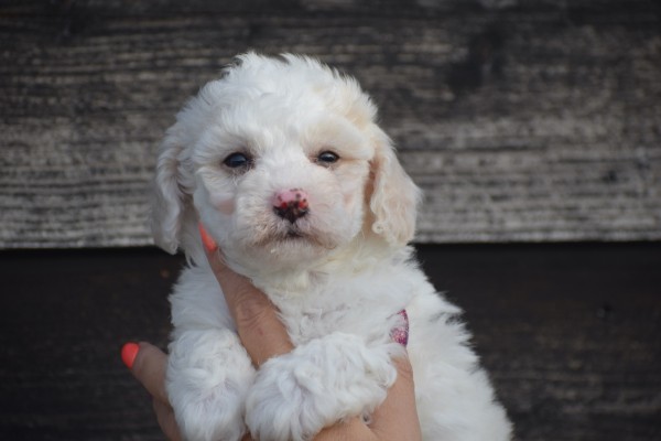 Maltipoo (reu) 88254