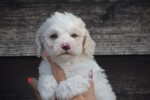 Maltipoo (reu) 88254