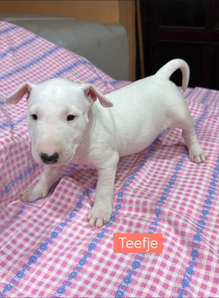 Bull terrier nestje 