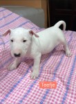 Bull terrier nestje 