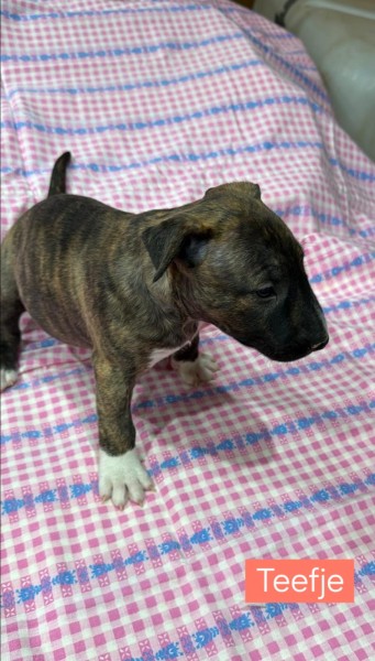 Bull terrier nestje 