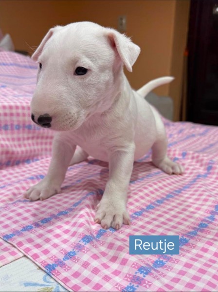 Bull terrier nestje 