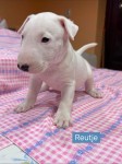 Bull terrier nestje 