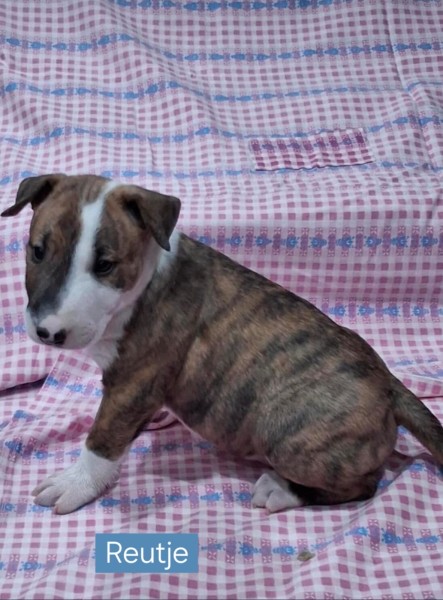 Bull terrier nestje 
