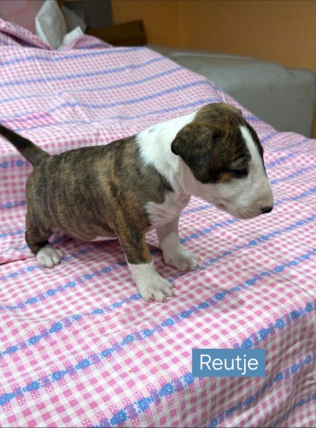 Bull terrier nestje 
