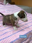 Bull terrier nestje 