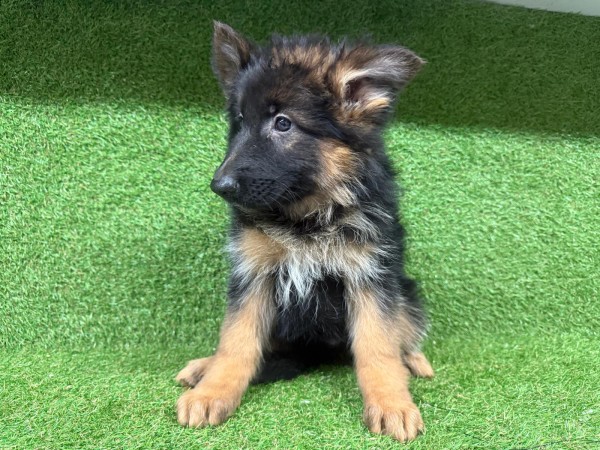 Duitse herder langhaar nestje 