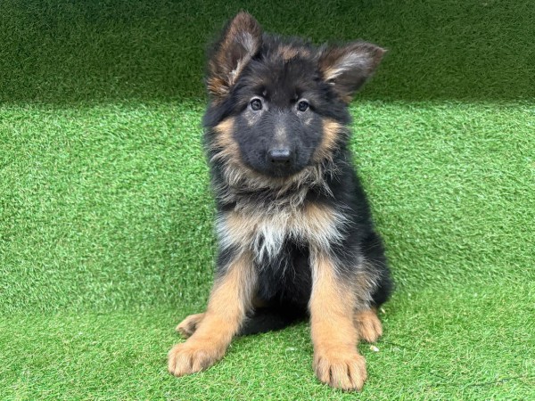 Duitse herder langhaar nestje 