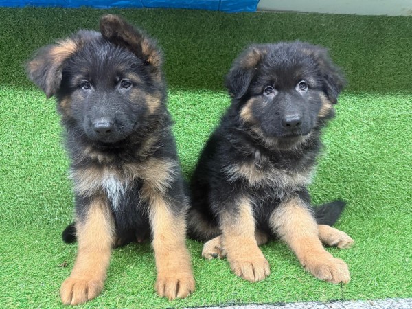 Duitse herder langhaar nestje 