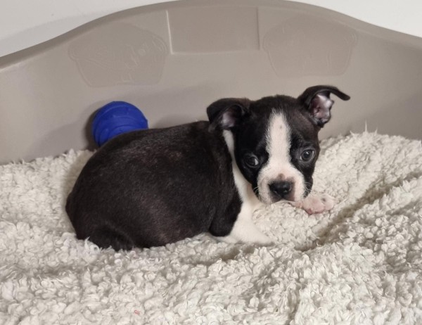 Boston terrier nestje 