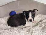 Boston terrier nestje 