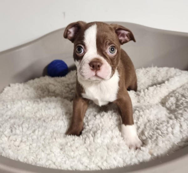 Boston terrier nestje 